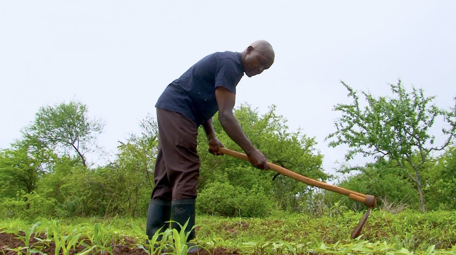 Empowering Africa’s small holder farmers: Navigating EU deforestation regulations for a sustainable future