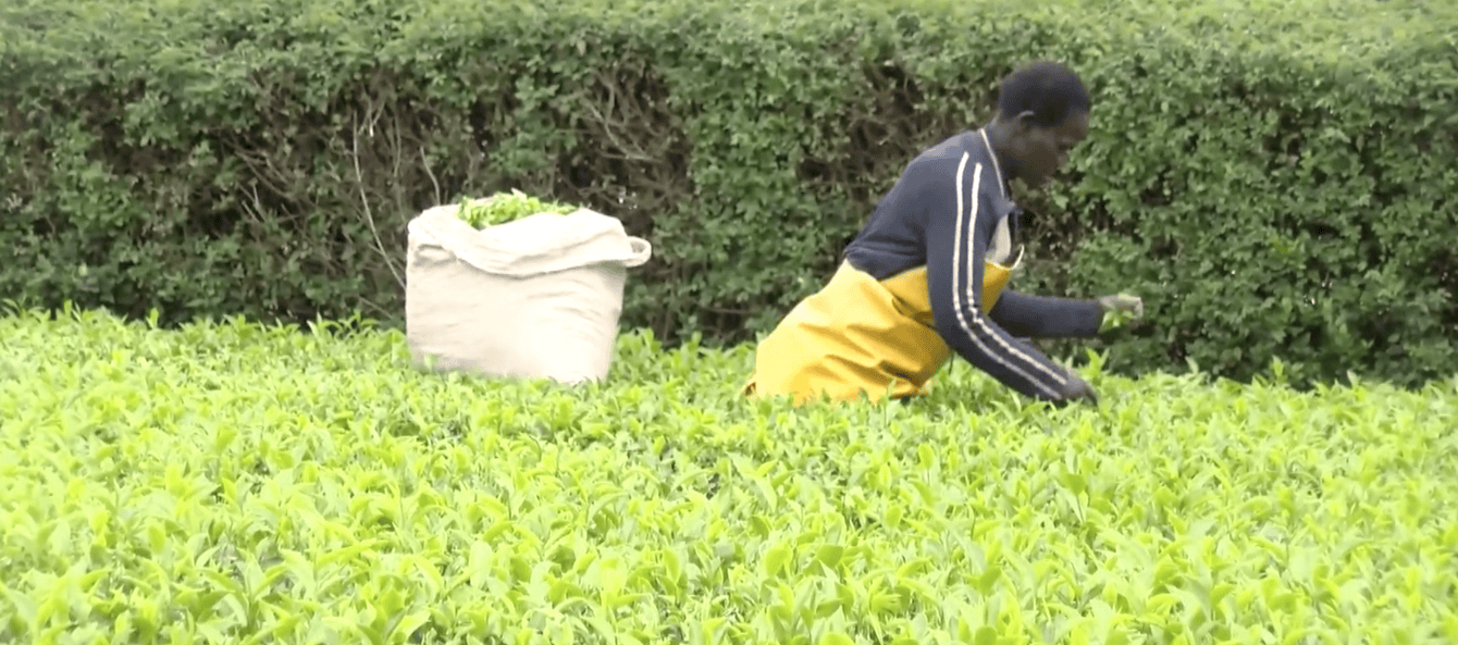Tea Farmers Struggle for Better Returns, Call for Government Support