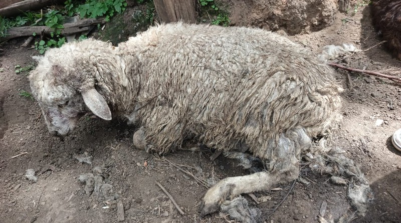Mystery Beast Strikes in Londiani: Family Loses Livelihood as 6 Sheep Killed, 5 Injured