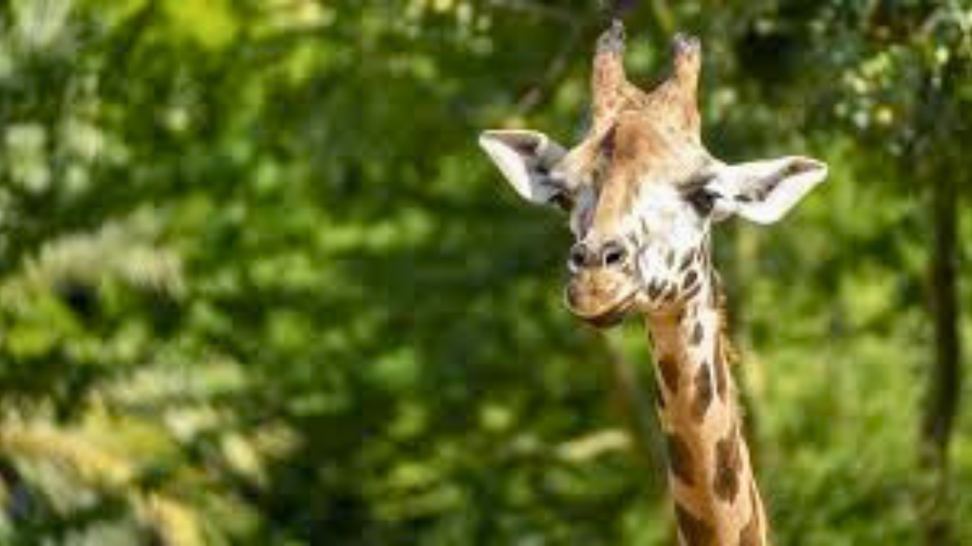Giraffe Populations Rebound, But Kenya Warns the Crisis Is Far from Over