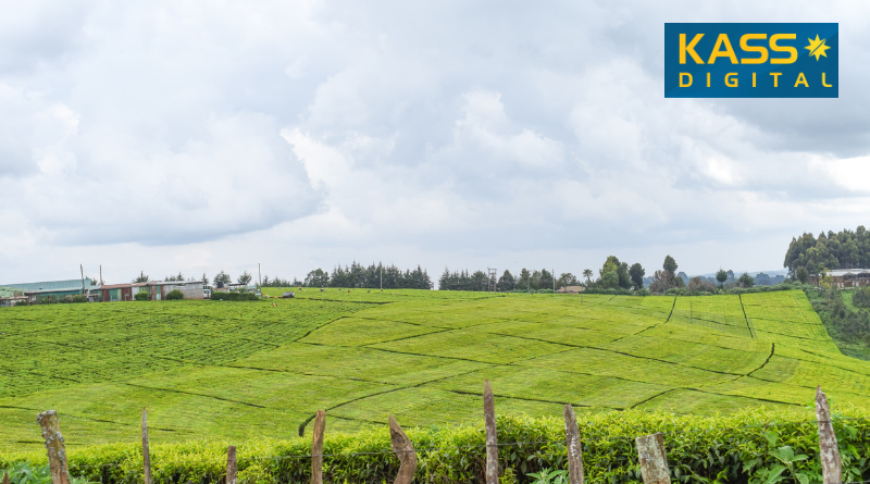 Boost for Tea Farmers: Nakuru Launches Sh33M Road Upgrade in Tea-Growing Wards