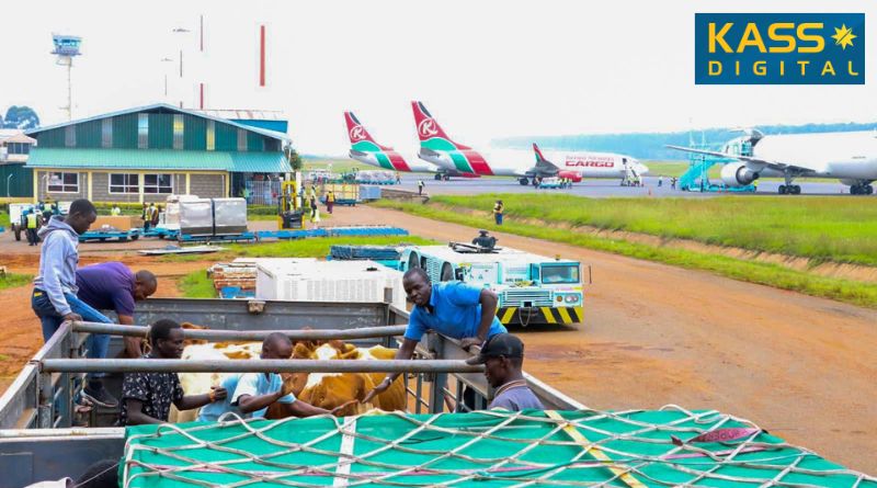 Uasin Gishu County Exports 50 In-Calf Ayrshire Heifers to Nigeria