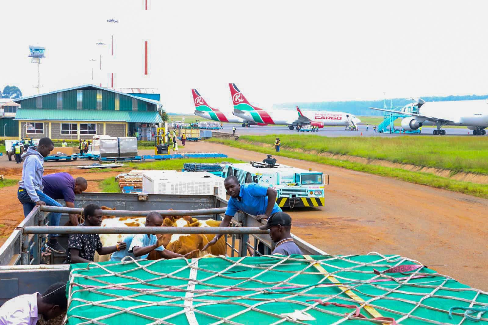 Uasin Gishu County Exports 50 In-Calf Ayrshire Heifers to Nigeria