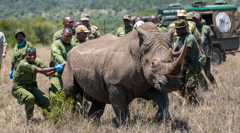 10 Southern White Rhinos Translocated to Loisaba Conservancy in National Conservation Effort