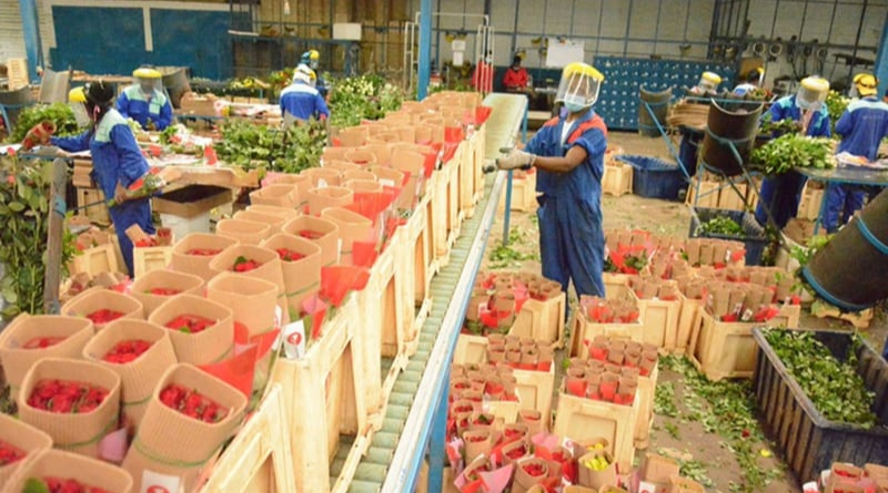 Flower Exports Fall 12%, Sh1.4 Billion Lost on Freight Bottlenecks — AFA