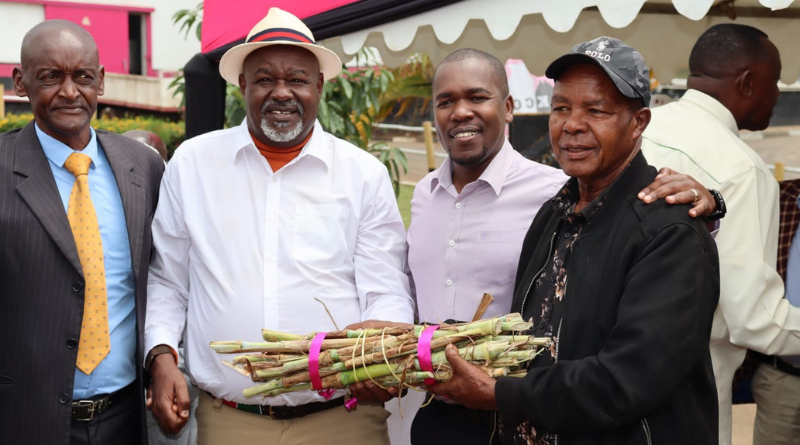 Farmers In Uasin Gishu Smile As County And New KCC Launch Pakchong Super Napier Distribution To Boost Milk Production