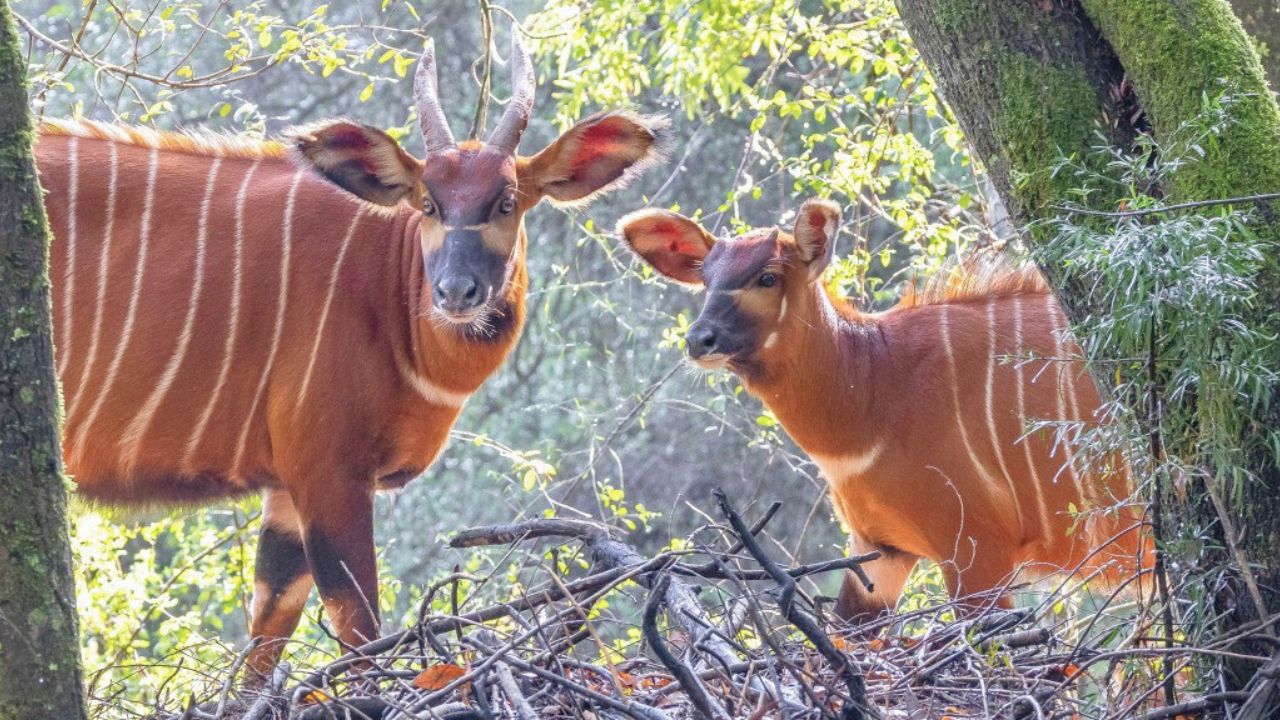 THE GHOST IN THE BAMBOO