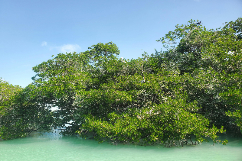 African Development Bank Moves to Unlock Billions in Carbon Finance for Africa