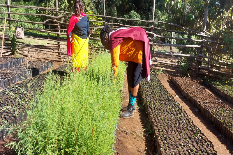 Nature-Based Carbon Projects Gain Momentum in Africa as Investors Eye Climate and Biodiversity Returns