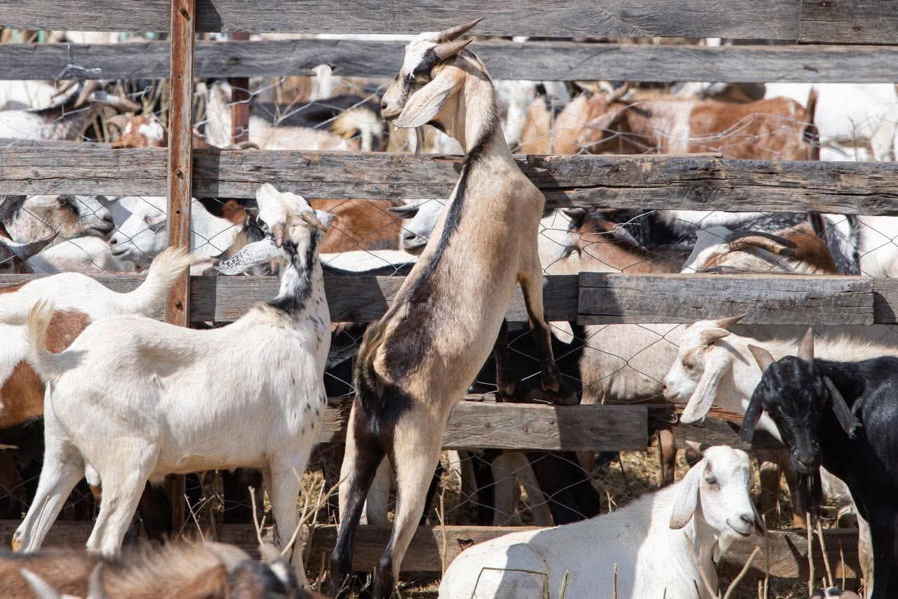 Government Proposes Animal Tracking Bill to Boost Livestock Health and Security