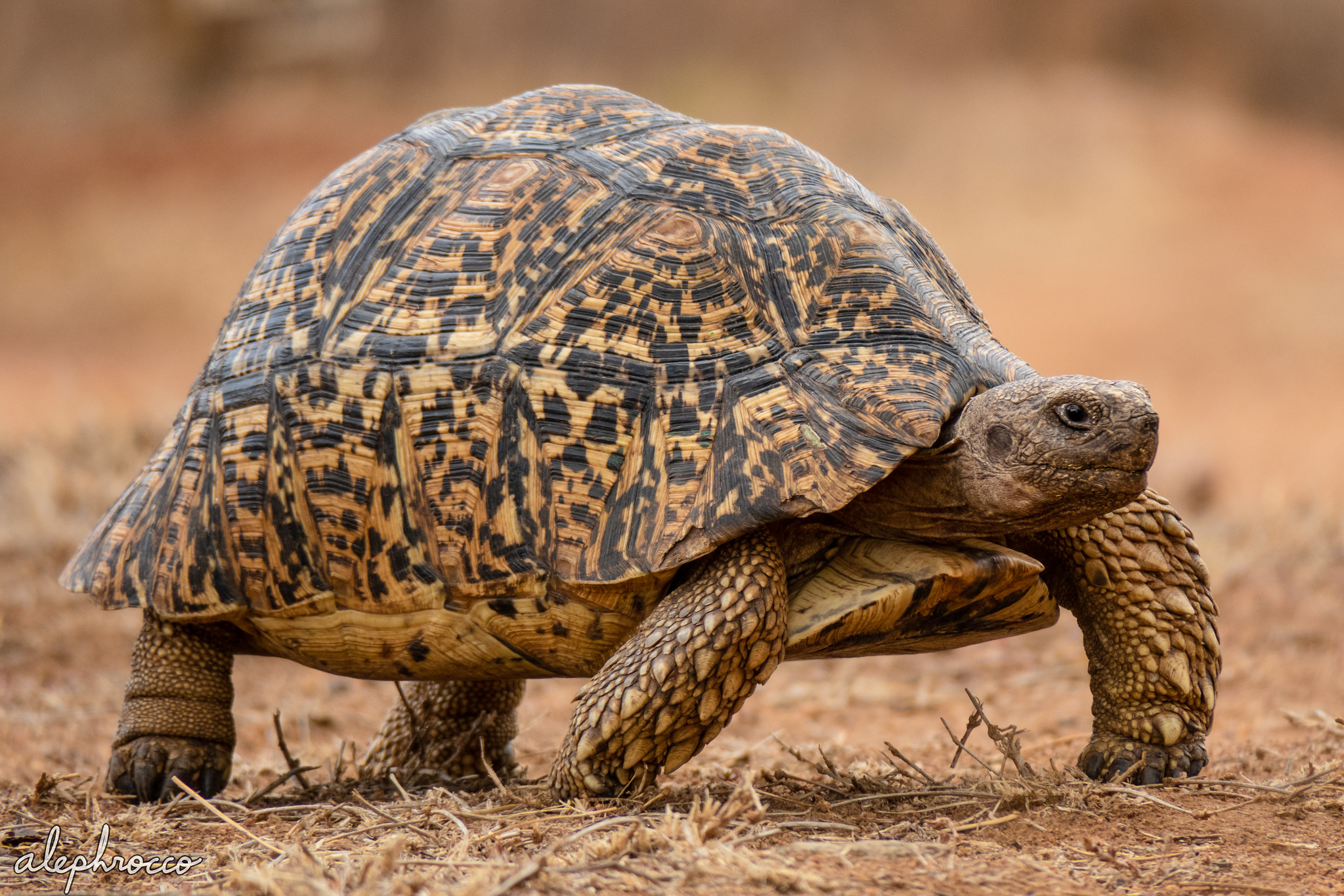 Booming reptile trade raises concerns over wildlife welfare and disease risks