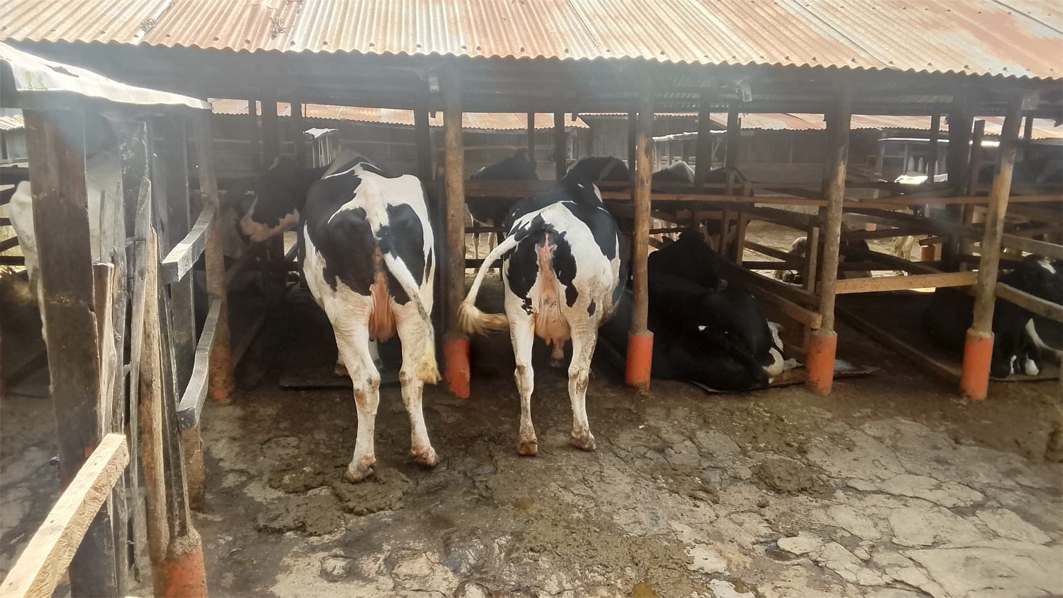 Call on Dairy Farmers to Embrace New Technology