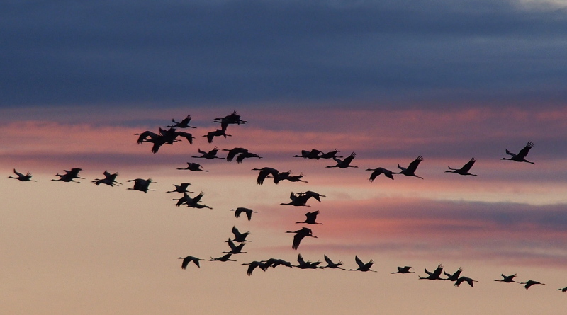 Over 40% of Migratory Birds in Decline, Conservationists Warn