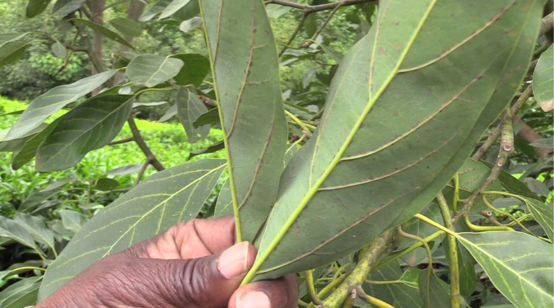 Persea Mite Infestation Terrorizing Avocado Farmers in Bomet.