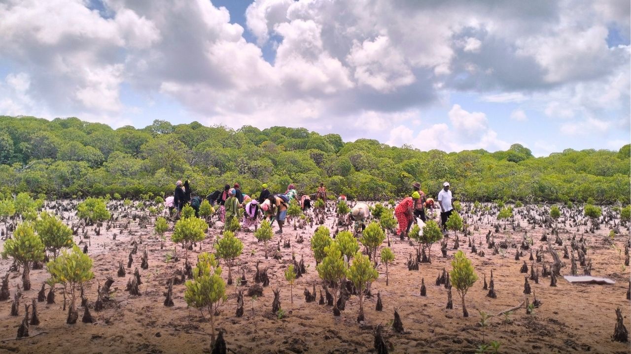 Community members planting mangrove saplings near stumps