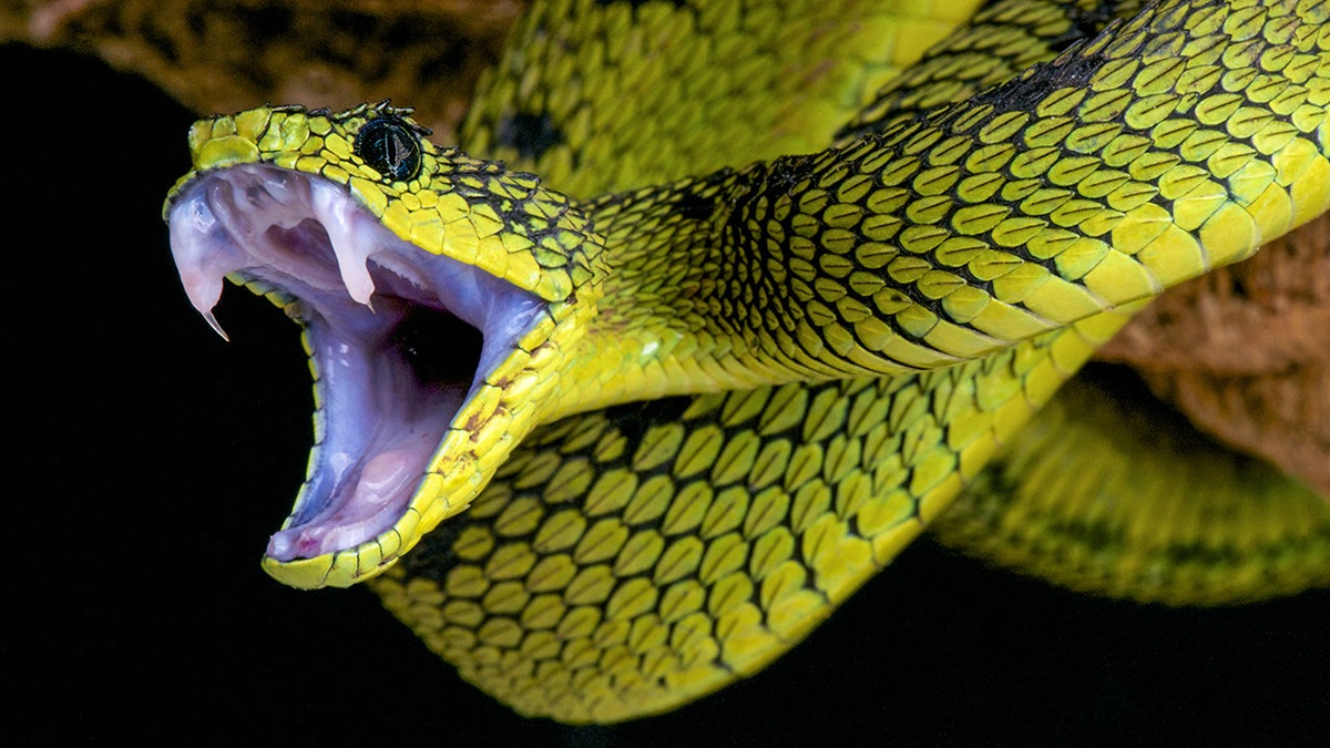 Snakebites kill more than 1,000 people a year as country works on local antivenom