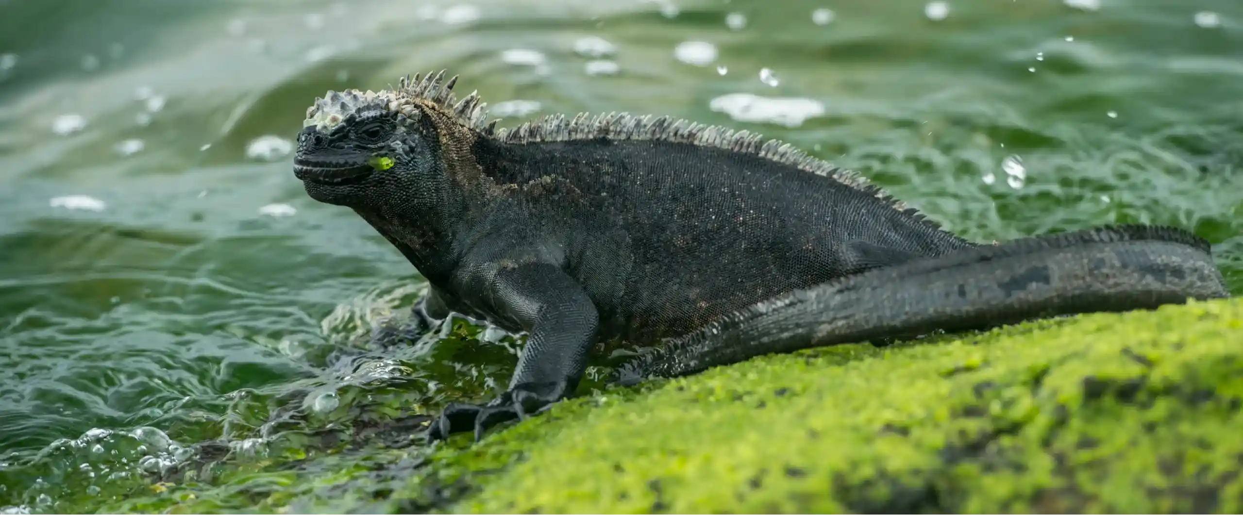 Kenya’s live reptile exports rise as Nature warns of legal gaps