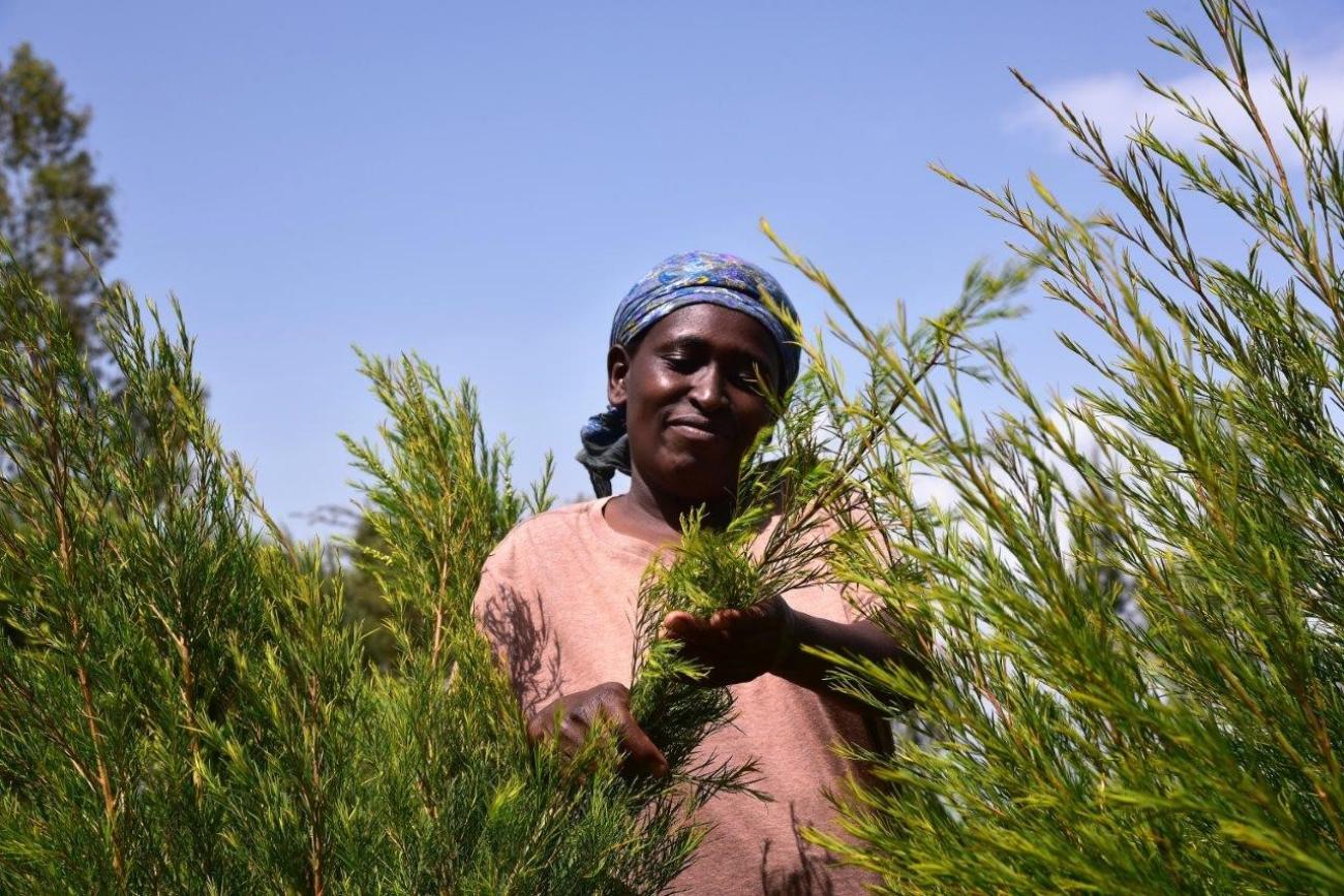 As COP31 nears, government faces test of climate finance and carbon markets